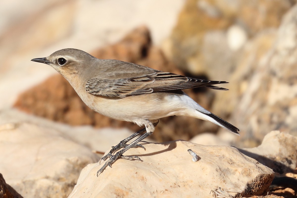 Northern Wheatear - ML181910451