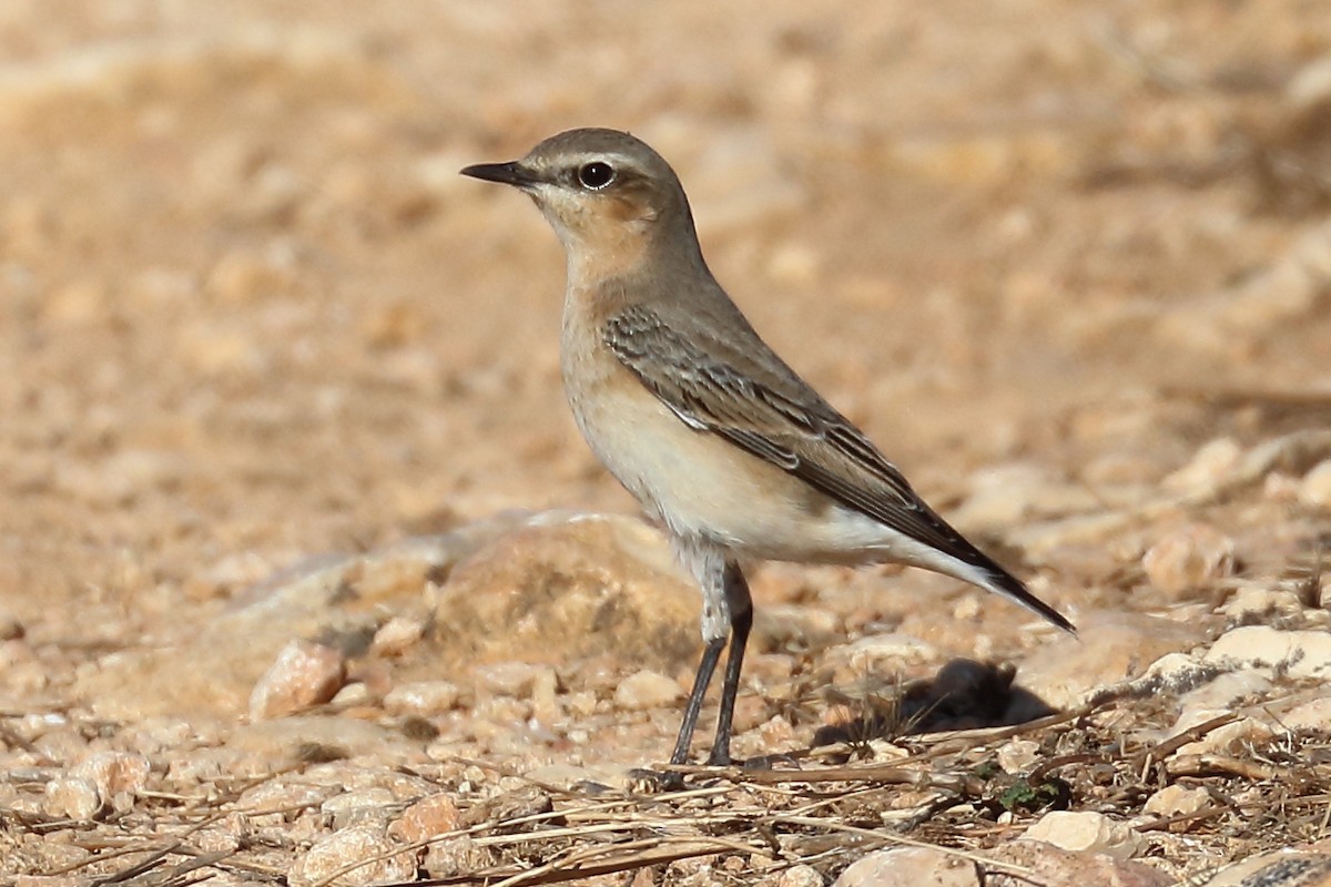 Northern Wheatear - ML181910471