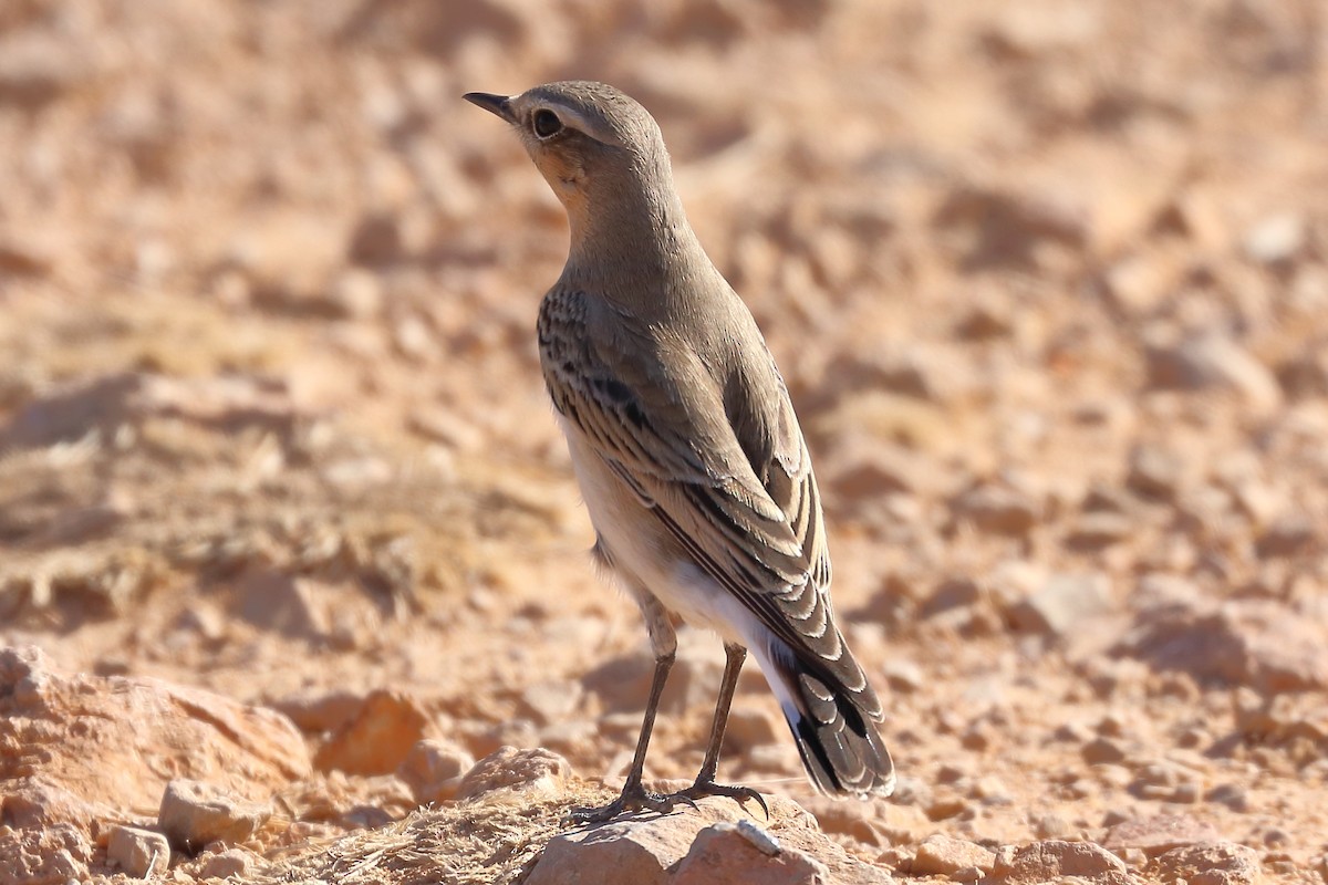 Northern Wheatear - ML181910551