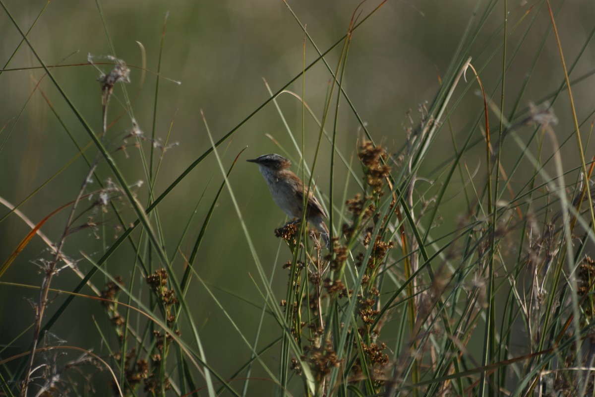 Moustached Warbler - ML181911761