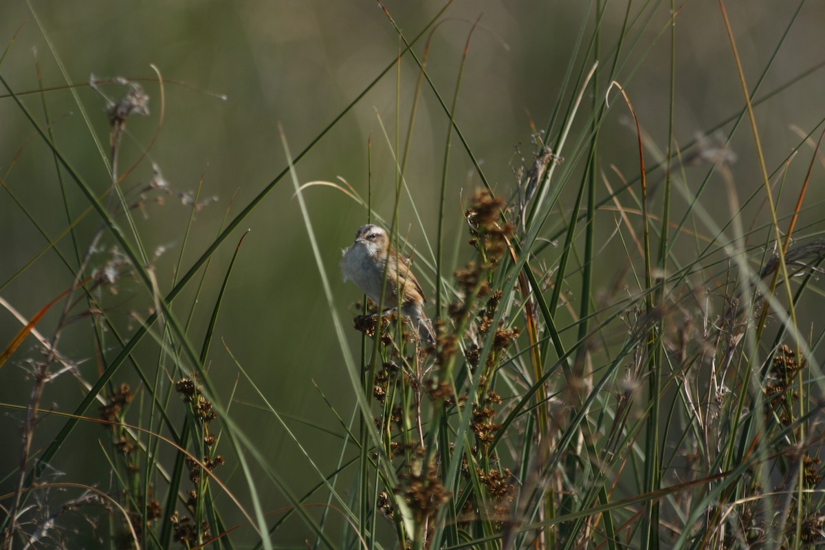 Moustached Warbler - ML181911791