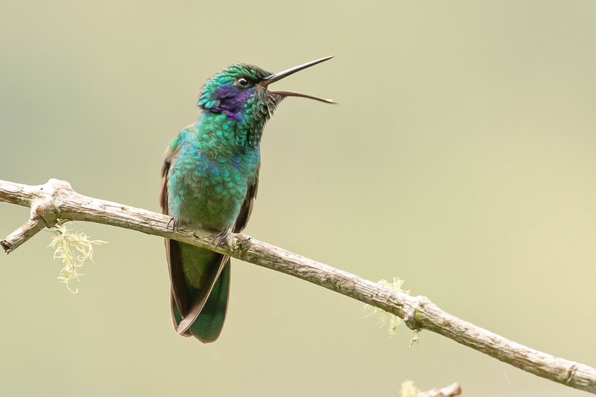 kolibřík modrouchý - ML181912821
