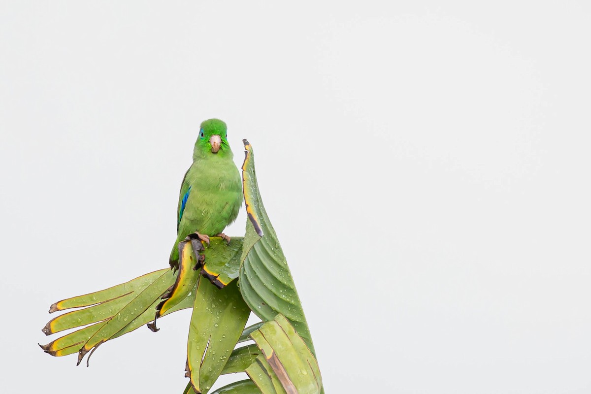 Spectacled Parrotlet - ML181913171