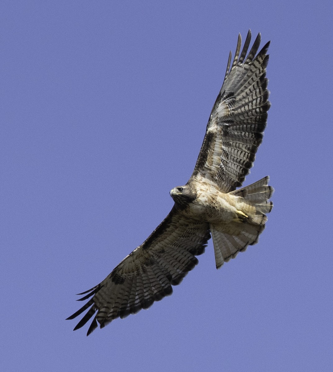 Red-tailed Hawk - ML181913531