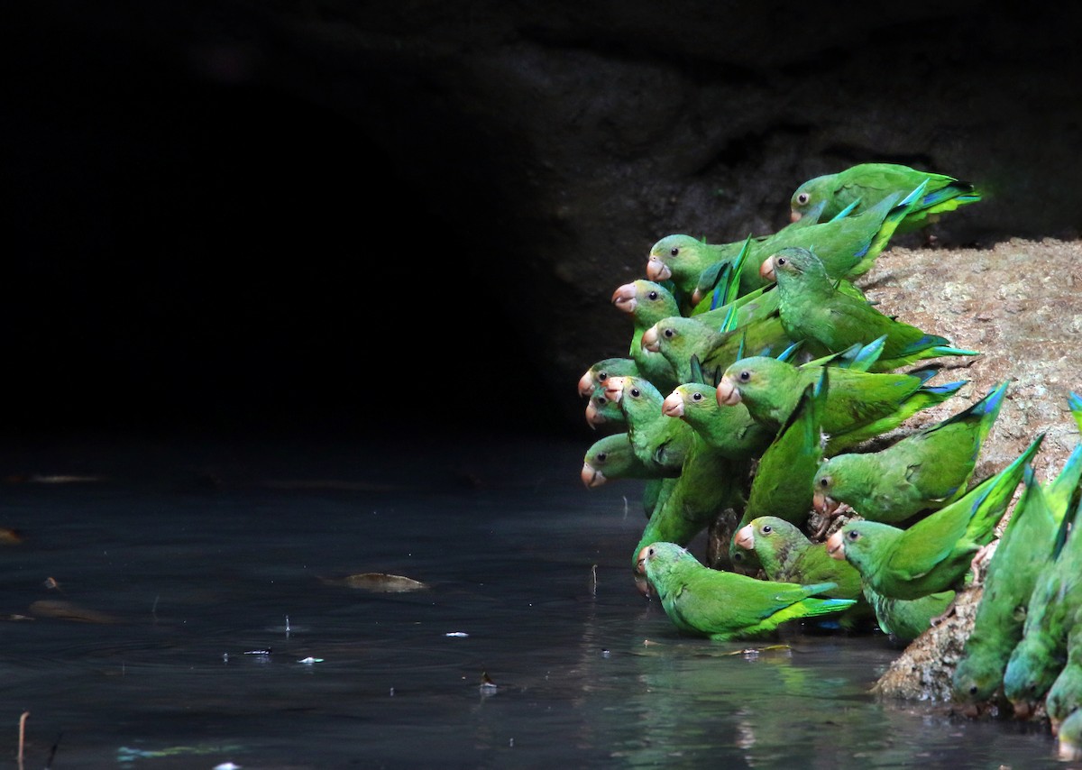 Cobalt-winged Parakeet - Andrew Spencer