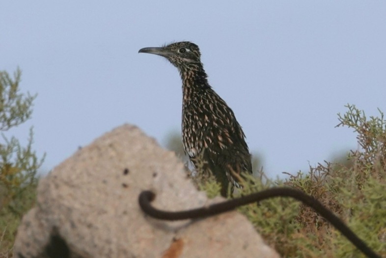 Greater Roadrunner - ML181915731