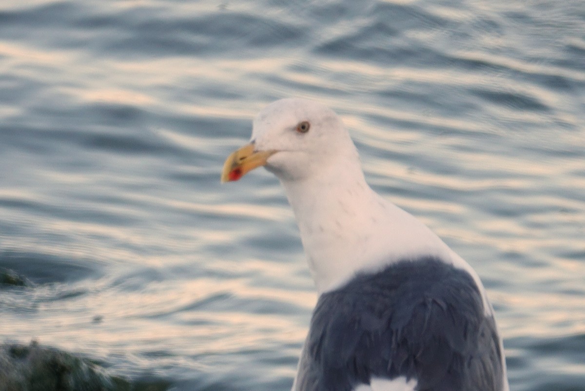 Yellow-footed Gull - ML181916301