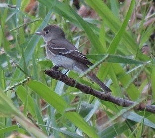 Eastern Wood-Pewee - ML181916741