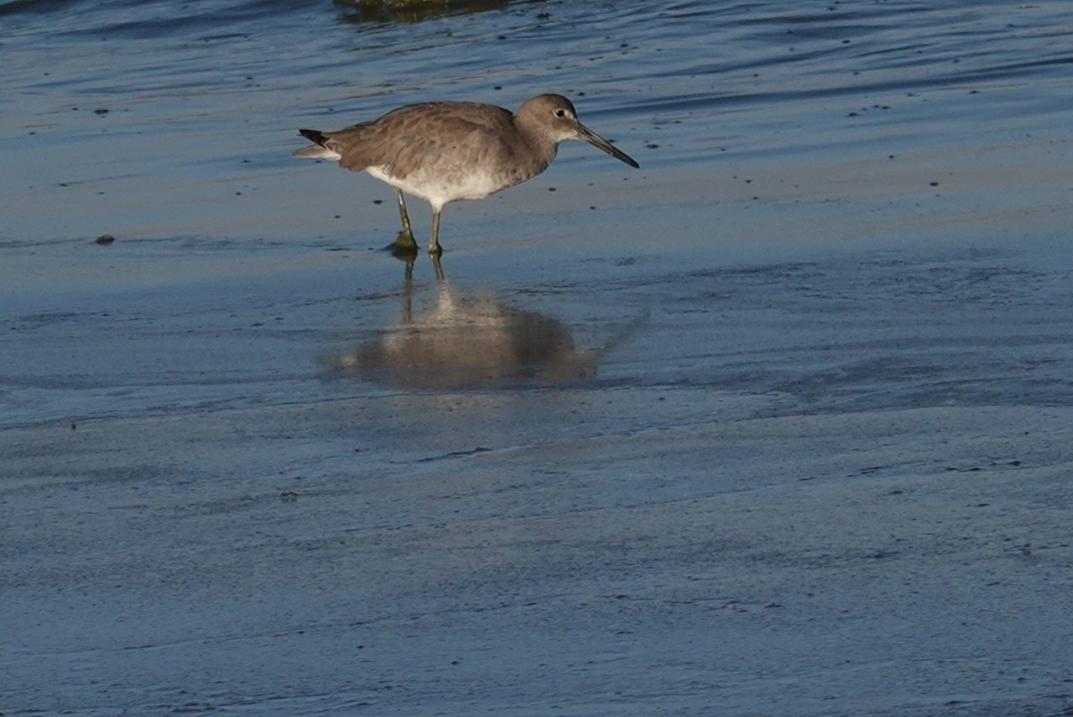 Willet - ML181916761