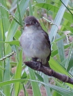 Eastern Wood-Pewee - ML181916791