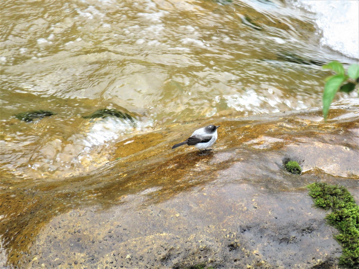 Torrent Tyrannulet - ML181917161