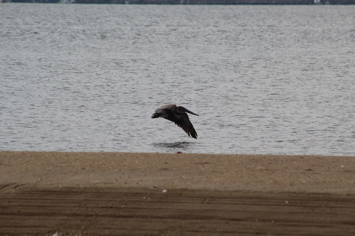 Brown Pelican - ML181917201