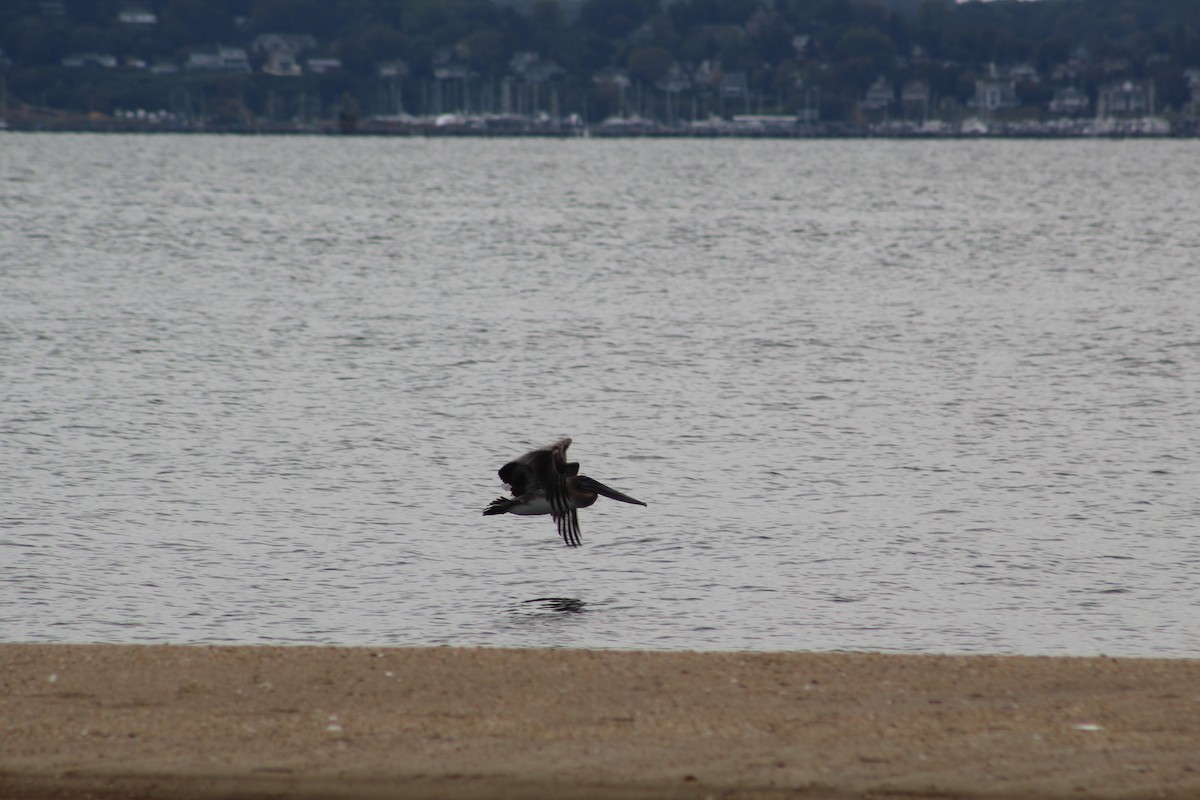 Brown Pelican - ML181917221