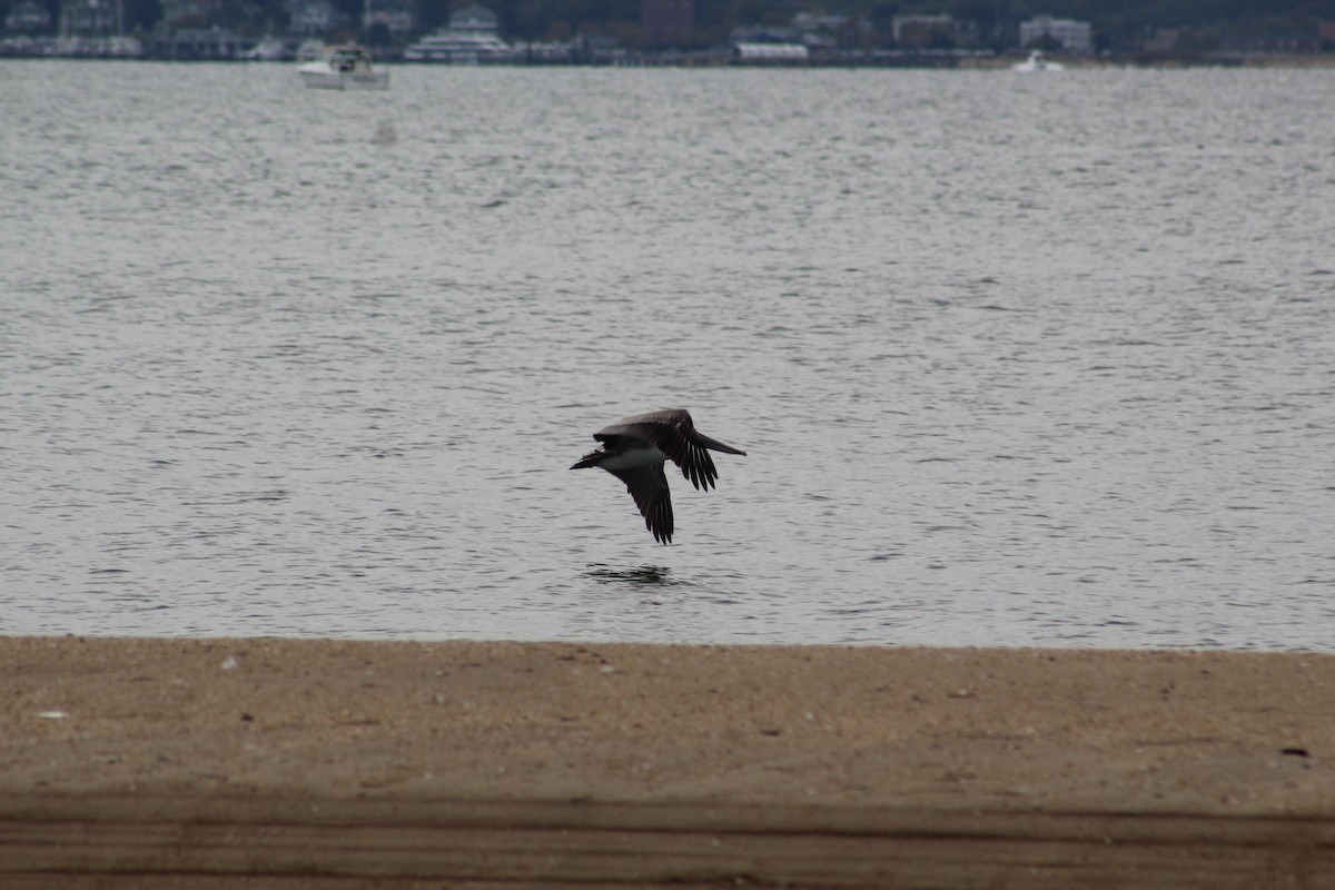 Brown Pelican - ML181917621