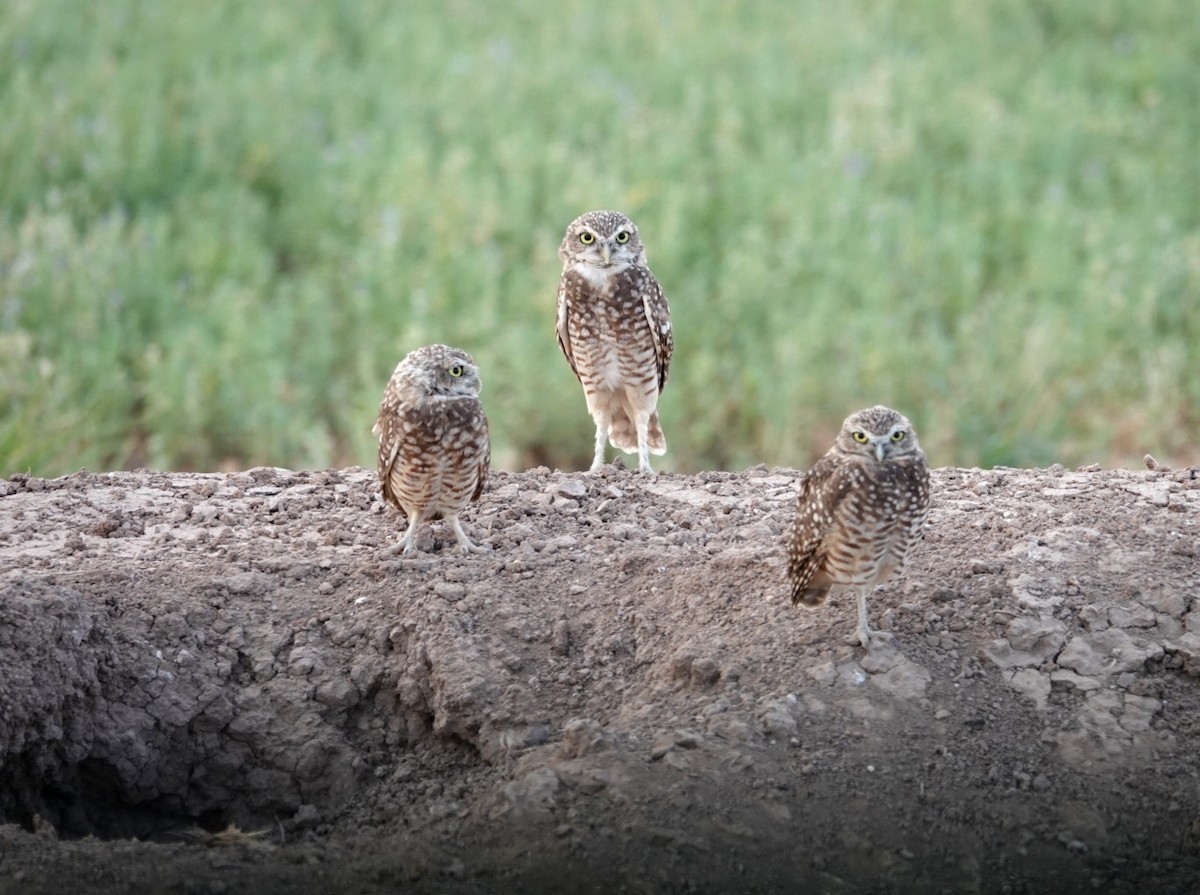 Burrowing Owl - deborah grimes