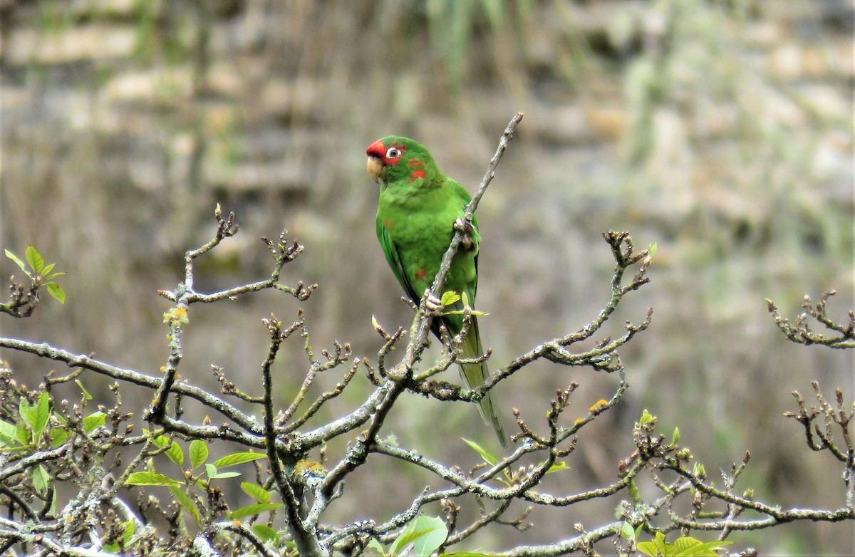 Mitred Parakeet - Michel Turcot