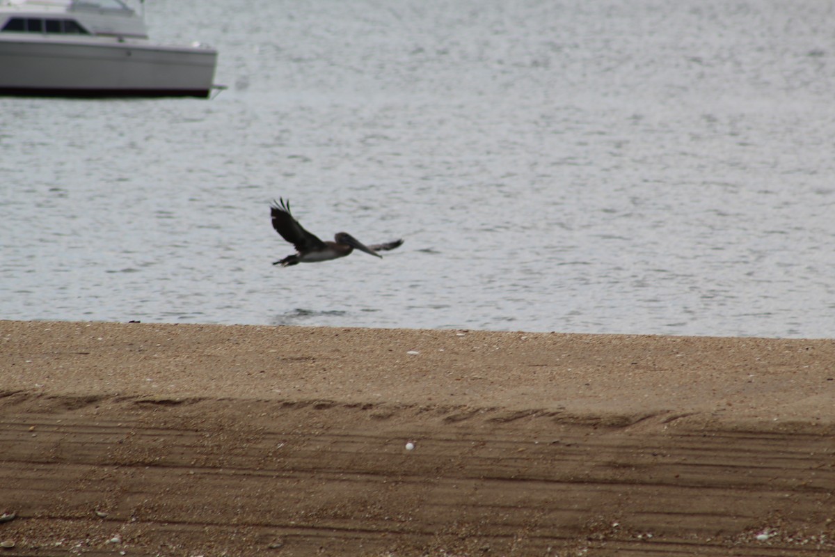 Brown Pelican - ML181918221