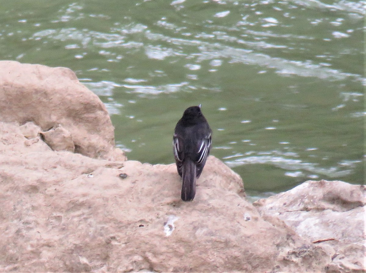 Black Phoebe - ML181919561