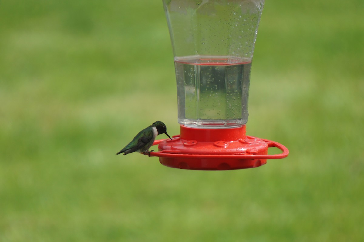 Ruby-throated Hummingbird - ML181919801