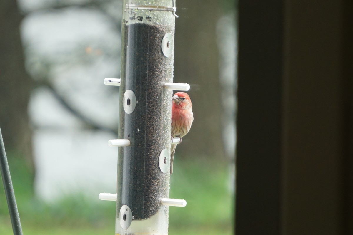 House Finch - ML181919851