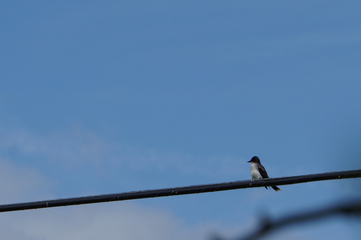 Eastern Kingbird - ML181919931