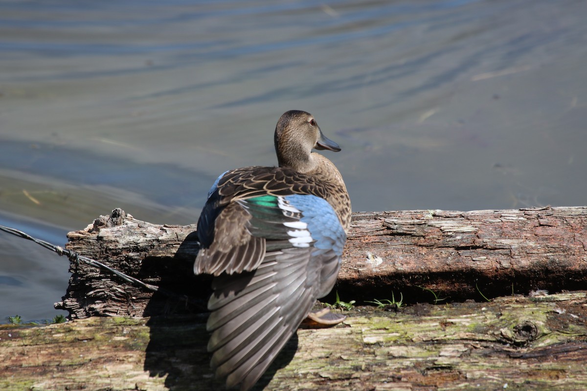 Blue-winged Teal - ML181919991