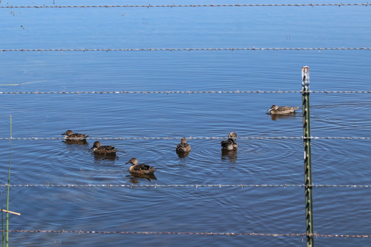 Blue-winged Teal - ML181920021