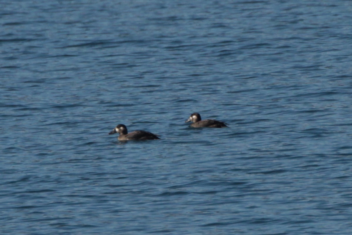 Surf Scoter - ML181920201