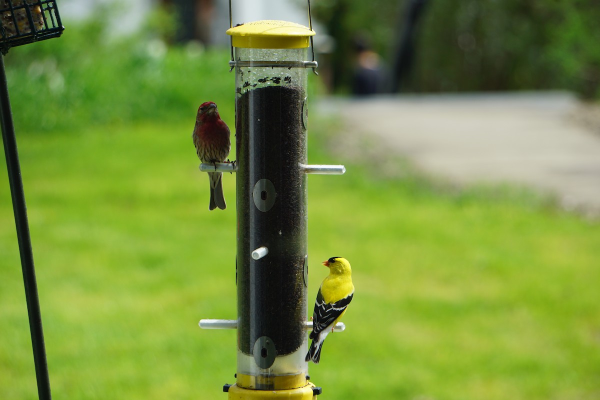 American Goldfinch - ML181920271