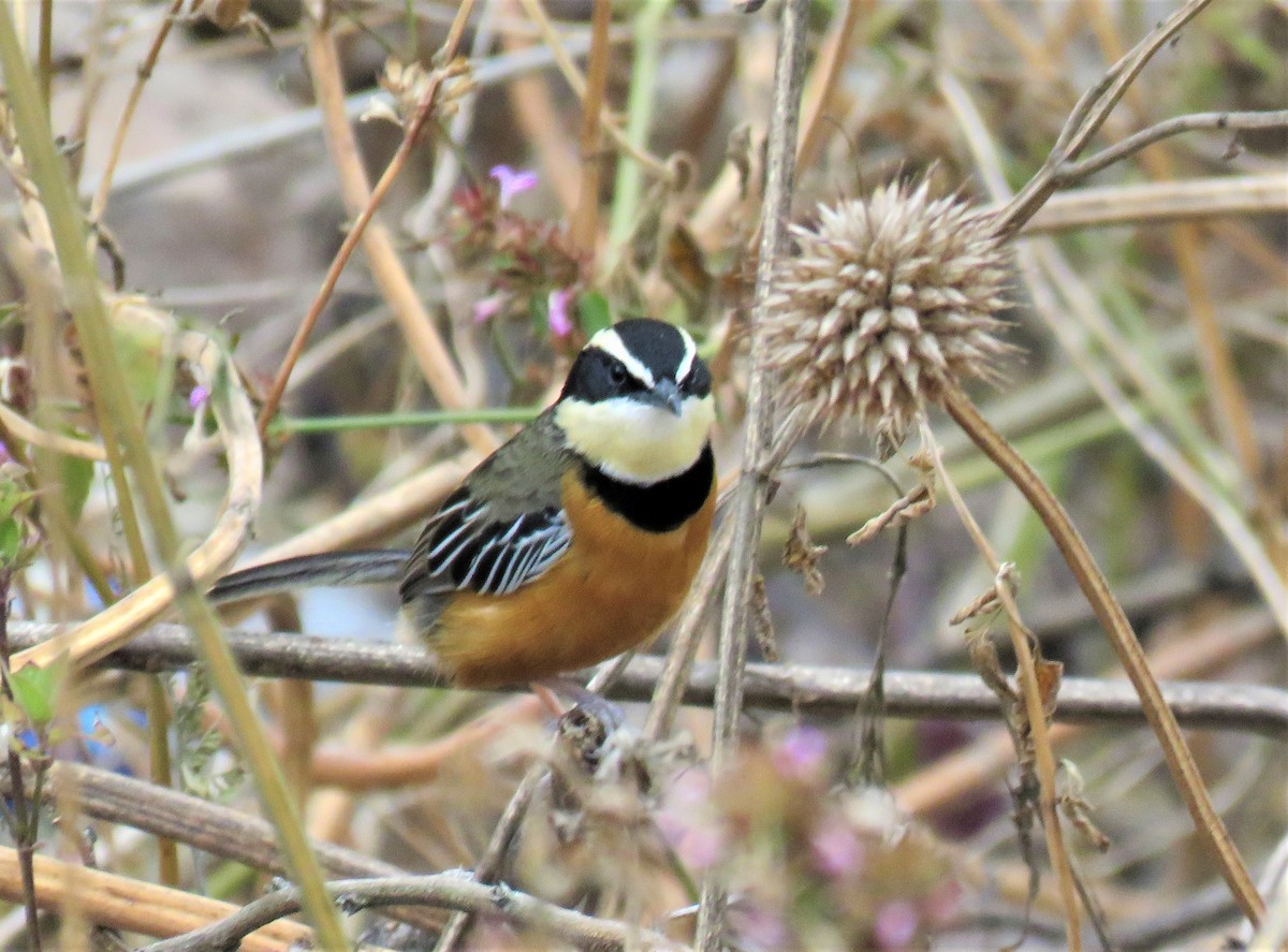 Weißflügel-Bandvogel - ML181920301