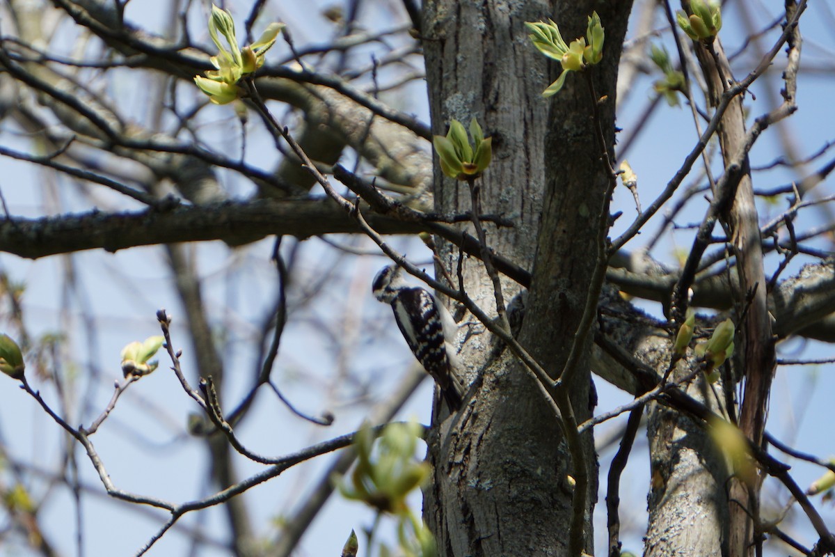 Downy Woodpecker - ML181920381