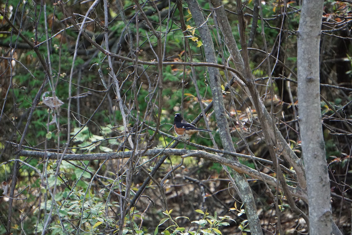 Eastern Towhee - ML181921631