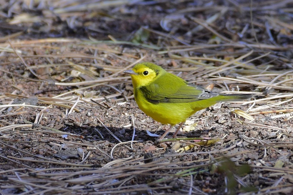 Hooded Warbler - ML181921791