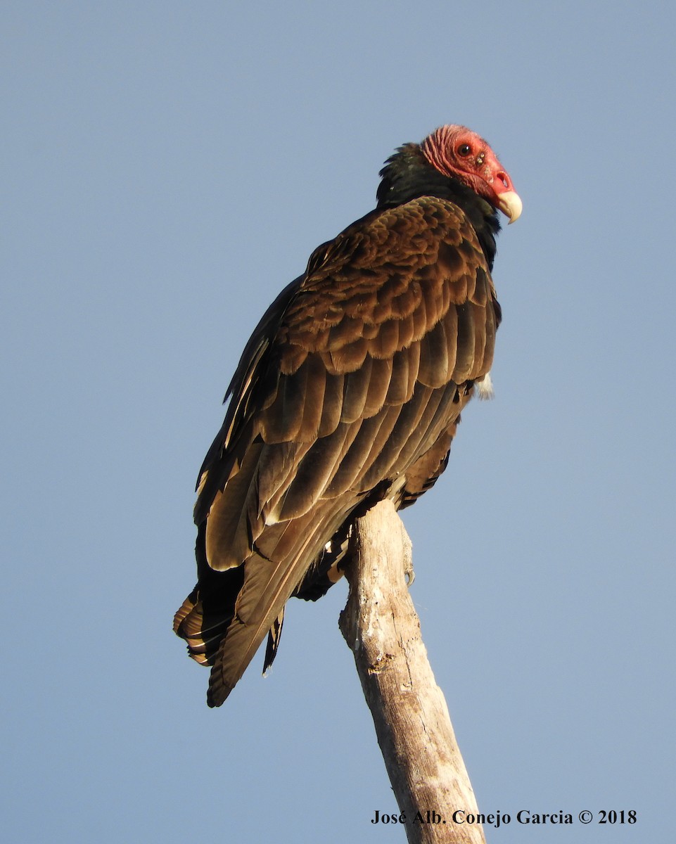 Turkey Vulture - José Alberto Conejo Garcia