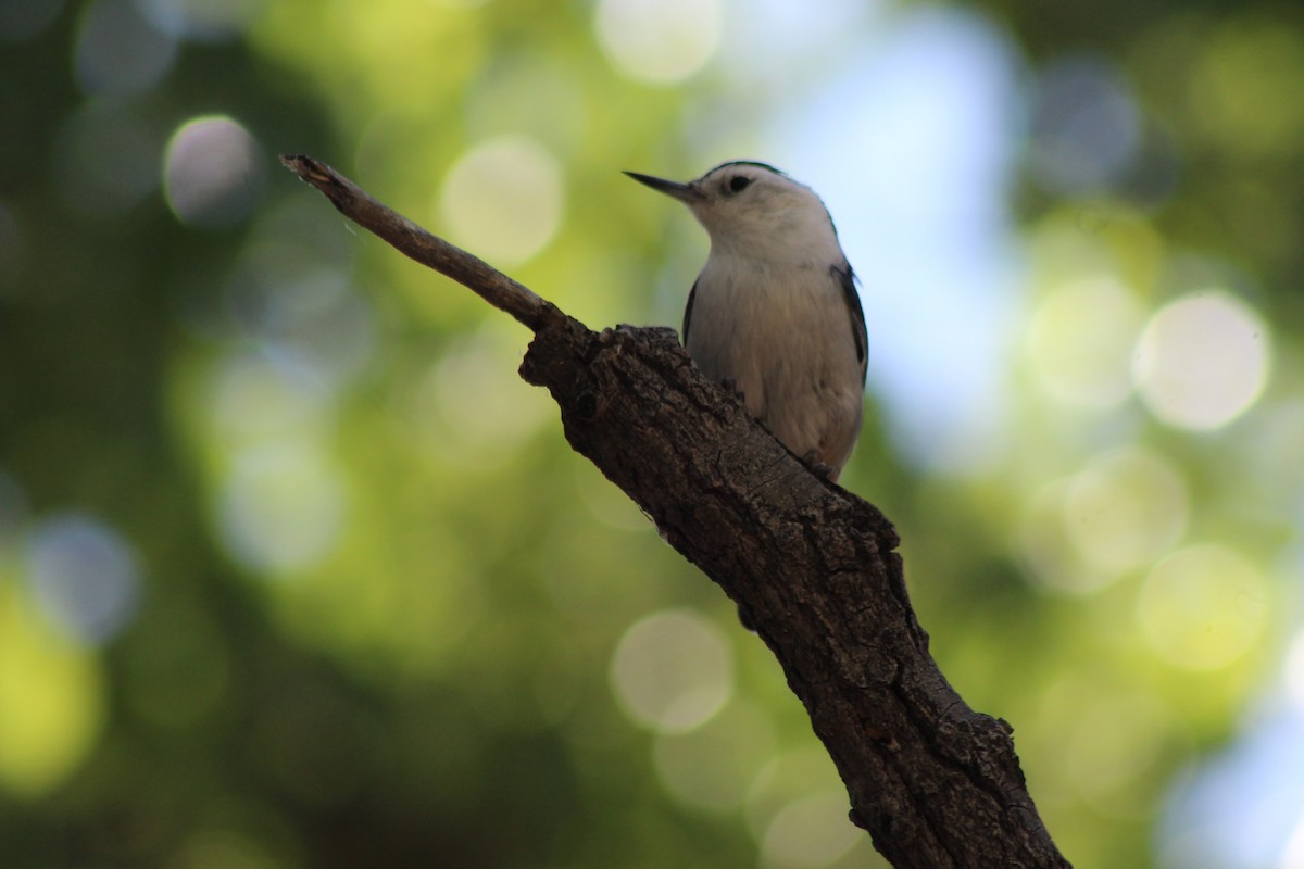 White-breasted Nuthatch - ML181924131