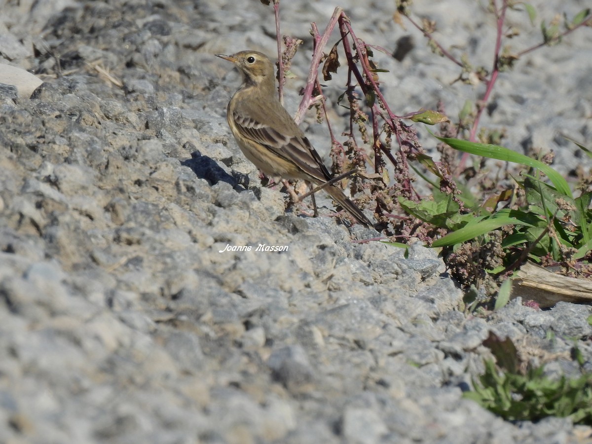 American Pipit - ML181926741