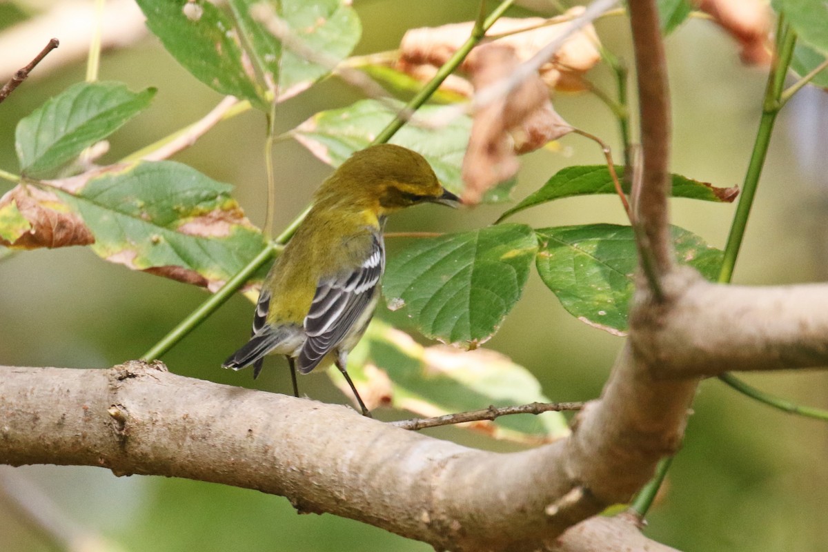 Black-throated Green Warbler - ML181927001