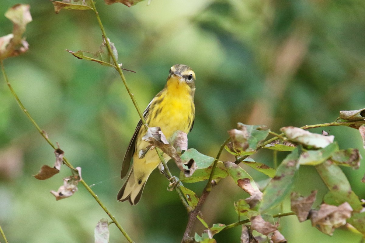 Blackburnian Warbler - ML181928101