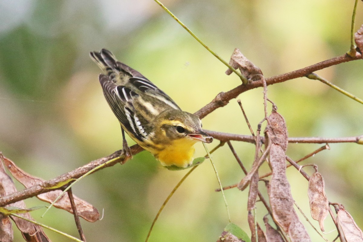 Blackburnian Warbler - ML181928341