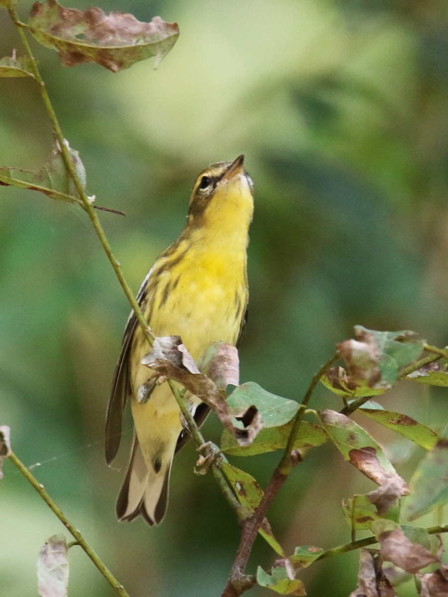 Blackburnian Warbler - ML181928641