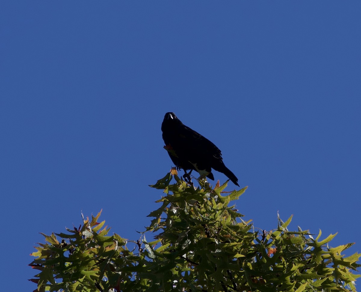 American Crow - ML181928701