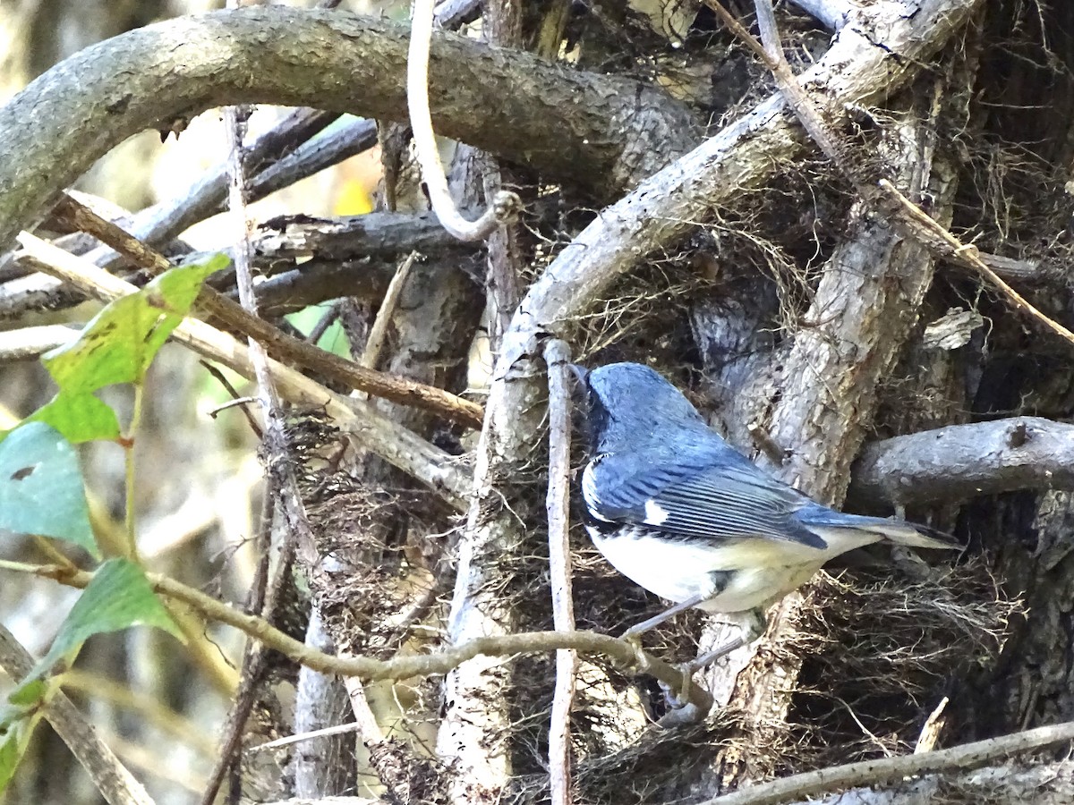 Black-throated Blue Warbler - ML181929051