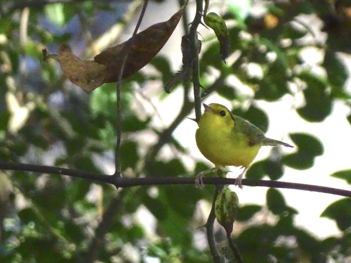 Hooded Warbler - ML181929131