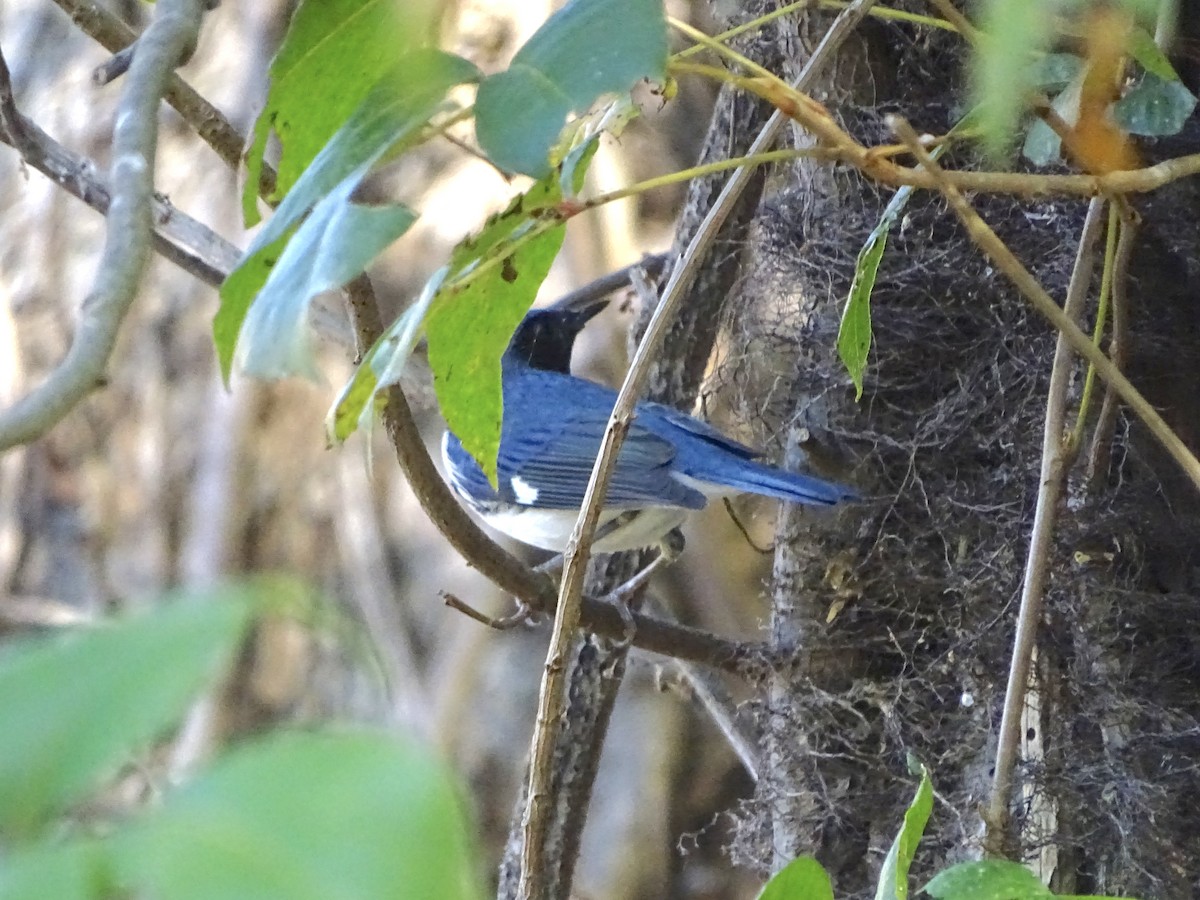 Black-throated Blue Warbler - ML181929291