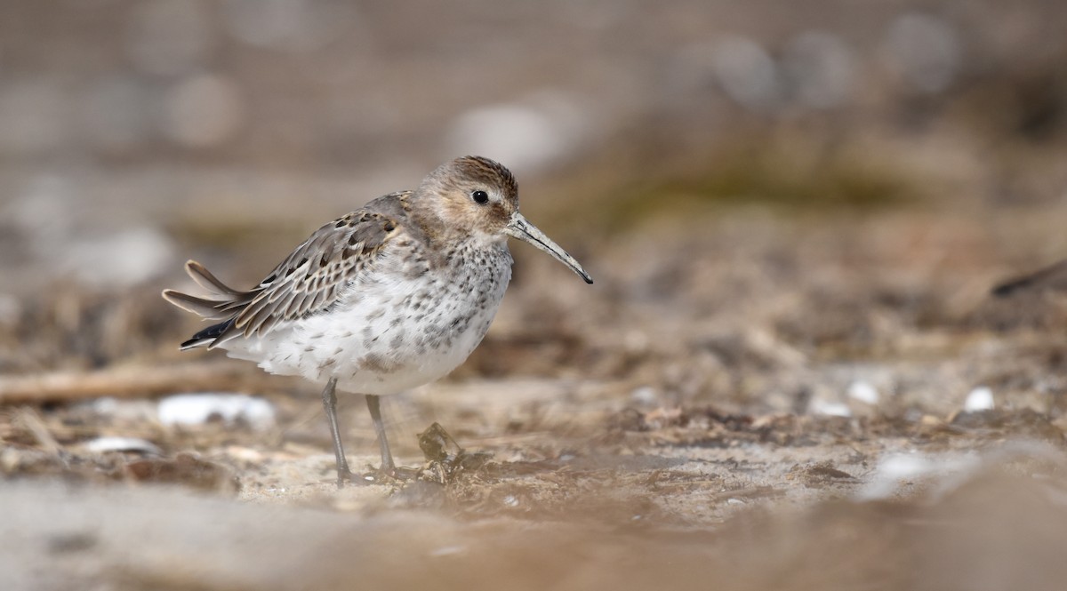 Dunlin - Nicolas Forestell