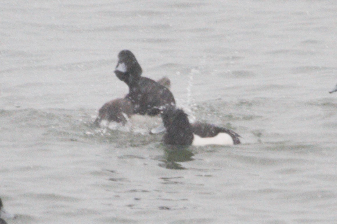 Tufted Duck - Anya Auerbach