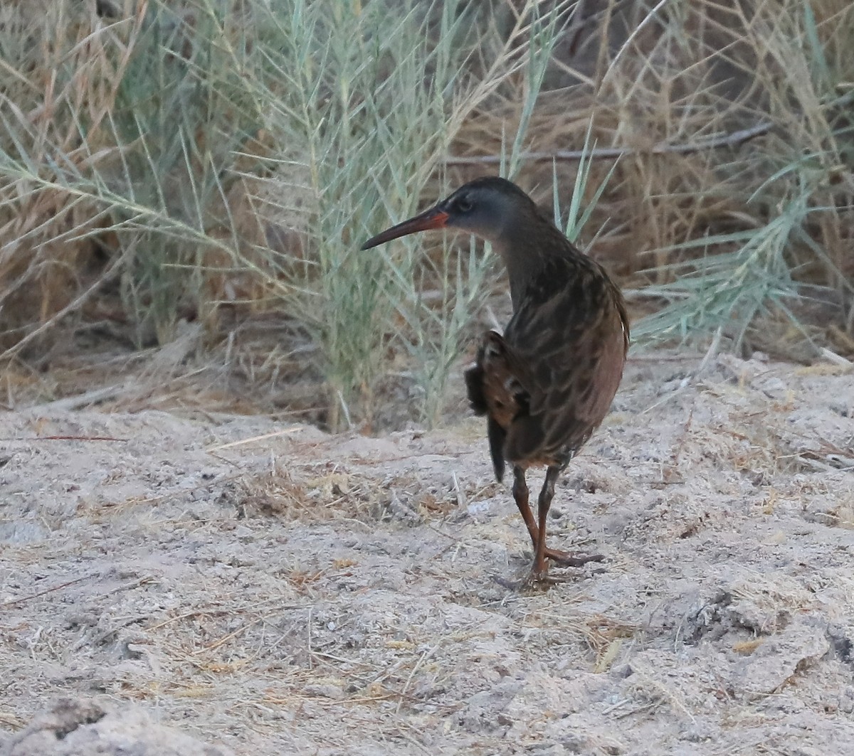 Virginia Rail (Virginia) - Scott Surner