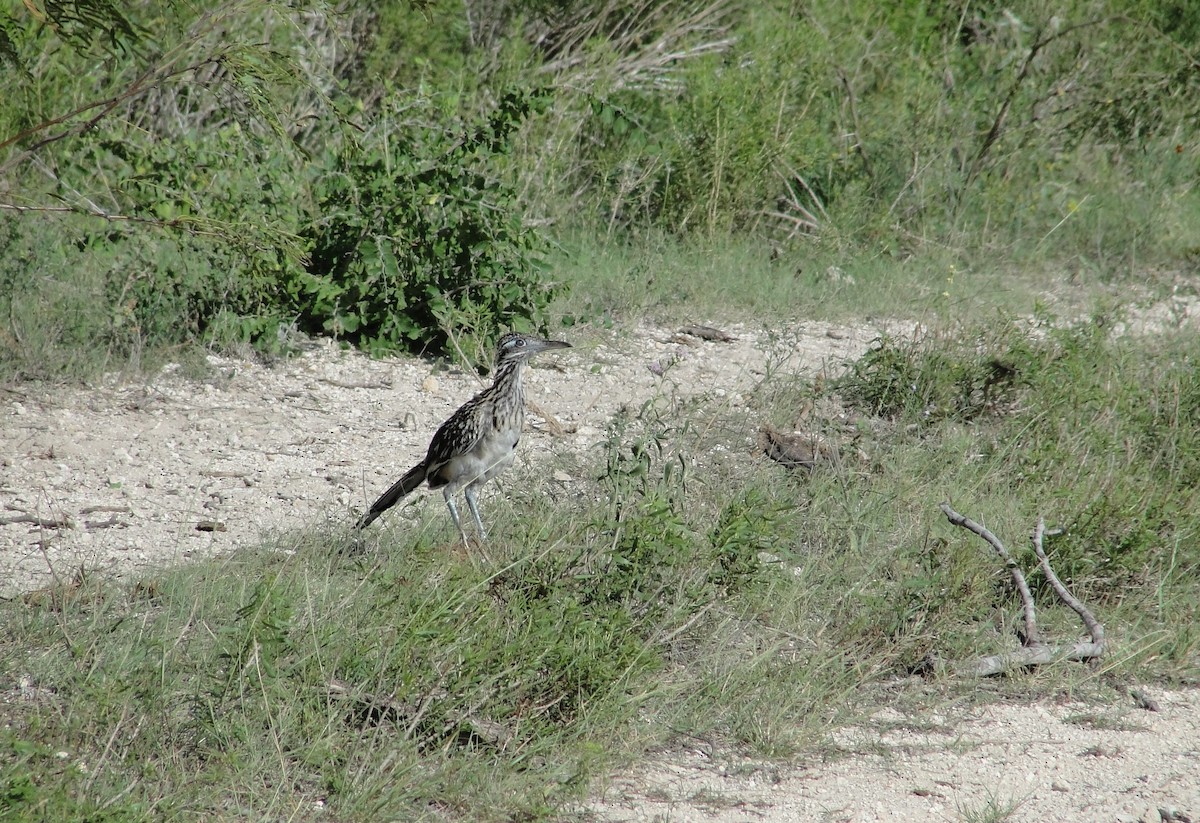 Greater Roadrunner - ML181933621