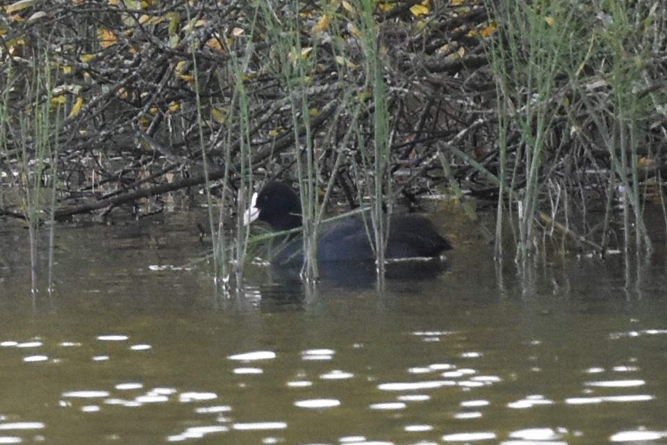 Eurasian Coot - ML181933761