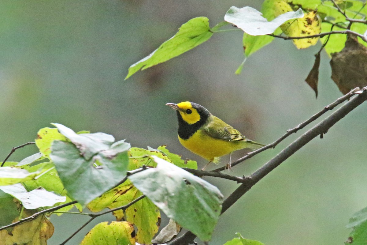 Hooded Warbler - ML181933841